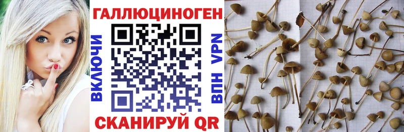 Галлюциногенные грибы GOLDEN TEACHER купить закладку Искитим